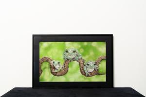 Zielone Trio
